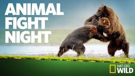 Elephant Vs Rhino Animal Fight Night Youtube