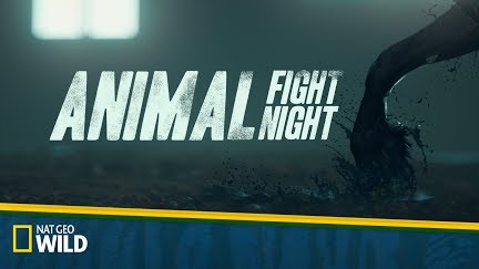 Animal Fight Night Season 5 Youtube