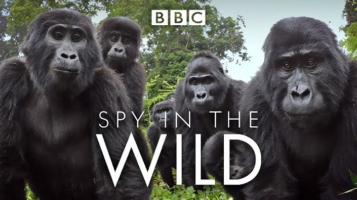 Spy in the wild youtube clearance