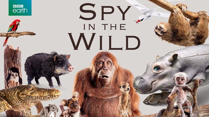 Spy in the Wild YouTube