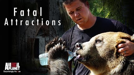 Fatal Attractions A Tiger Loose In Harlem You Fatal Attractions Get Season 3 On You