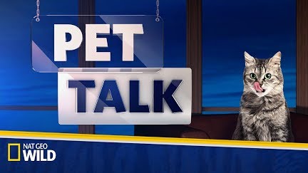 How To Stop Your Cat From Door Darting Pet Talk Youtube