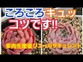 【多肉植物】【多肉初心者さん】 コロコロキュッっとしめるために🎵2020年10月27日