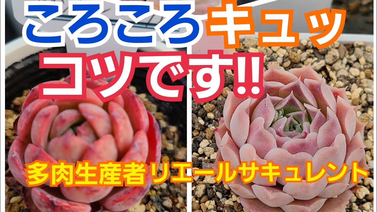Succulents] [Succulent beginners] To keep them tight and