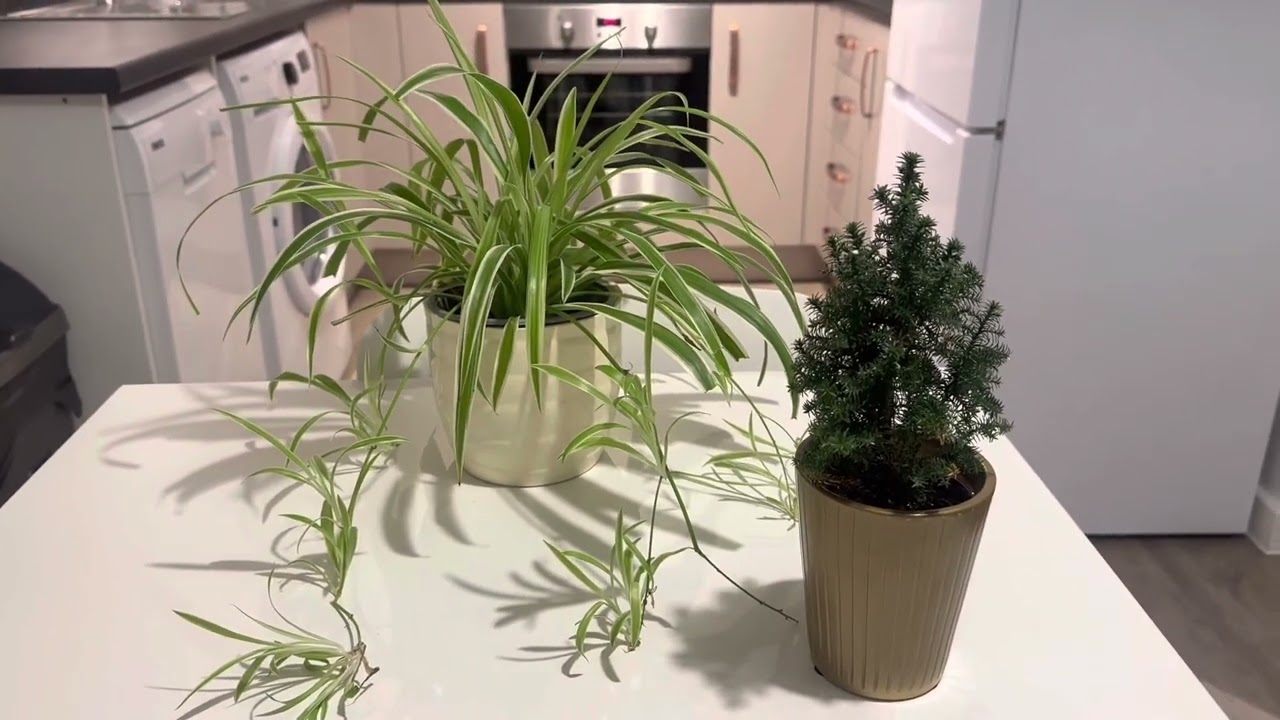 EXTREME MINIMALIST PLANT COLLECTION | EXTREME MINIMALISM