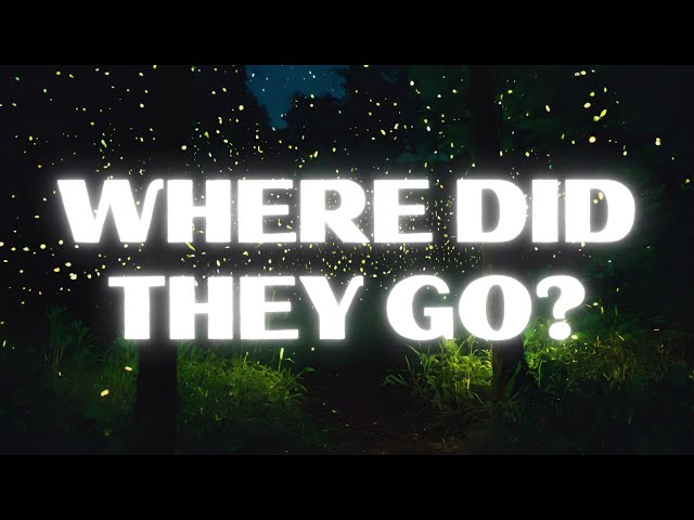 How Too Much Light Killed the Firefly