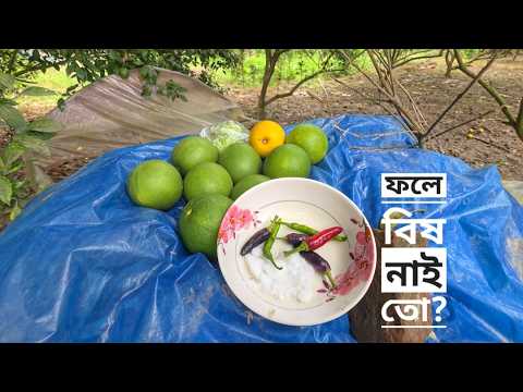 ফলে বিষ নাই তো? কোটচাঁদপুরের তিন উদ্যোক্তার গল্প | বিশেষ ০৩ | Mohsin ul Hakim