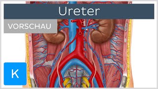 Ureter: Aufbau, Verlauf und Funktion (Vorschau) | Kenhub