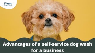 Advantages of a self-service dog wash for a business by iClean Dog Wash 263 views 2 years ago 37 seconds