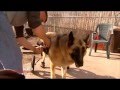 Home Depot co-workers help build doggie wheelchair ramp Home Depot co-workers help build doggie wheelchair ramp