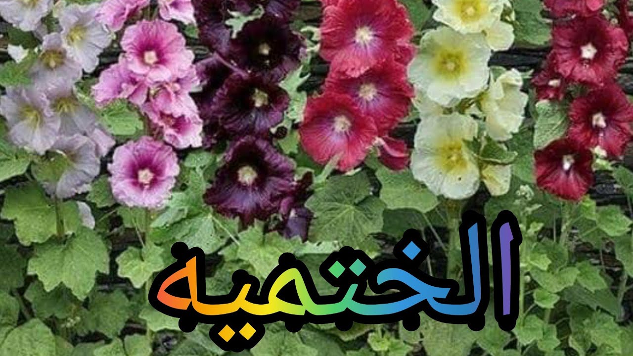 كيفيه زراعه نبات (الختميه) عن طريق البذور