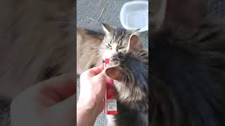 Cat Crack.
