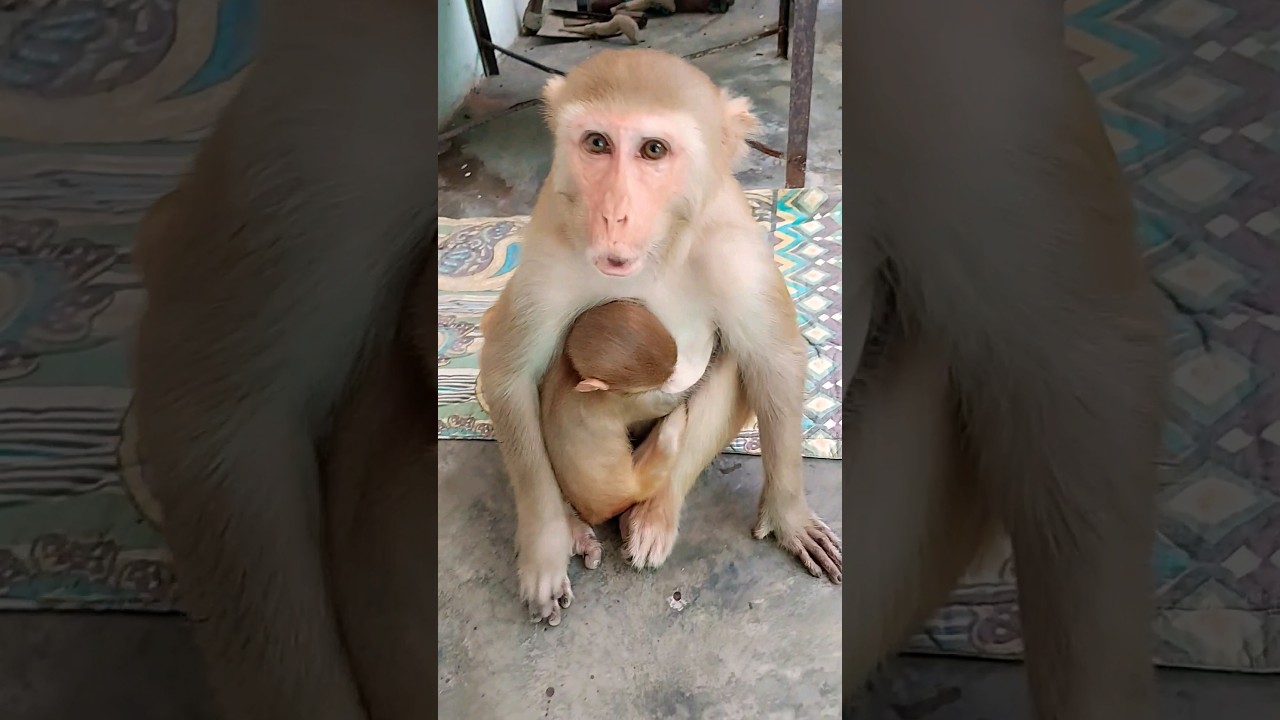 bandar ko machhar ne kata 