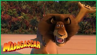 DreamWorks Madagascar em Português | Dividindo a Ilha | Desenhos Animados