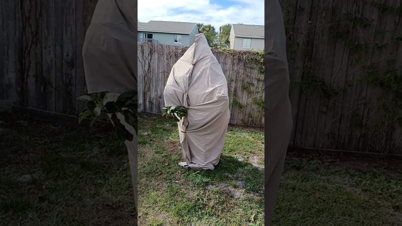 looks like a person, Florida freeze tip