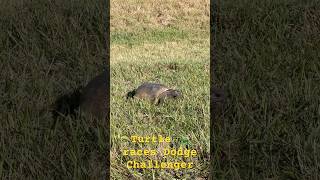 Turtle Vs Challenger Who Wins?