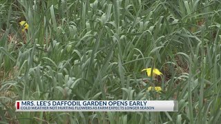 Mrs. Lee's Daffodil Garden opens in Gladewater