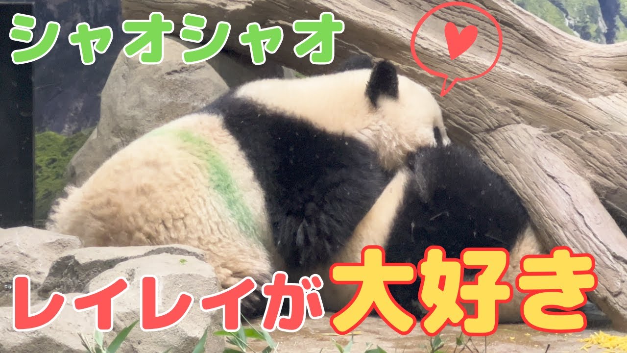 上野動物園の双子パンダ、シャオシャオとレイレイの1歳を祝う会 都内