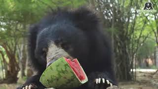 Who Let The Bears Out?