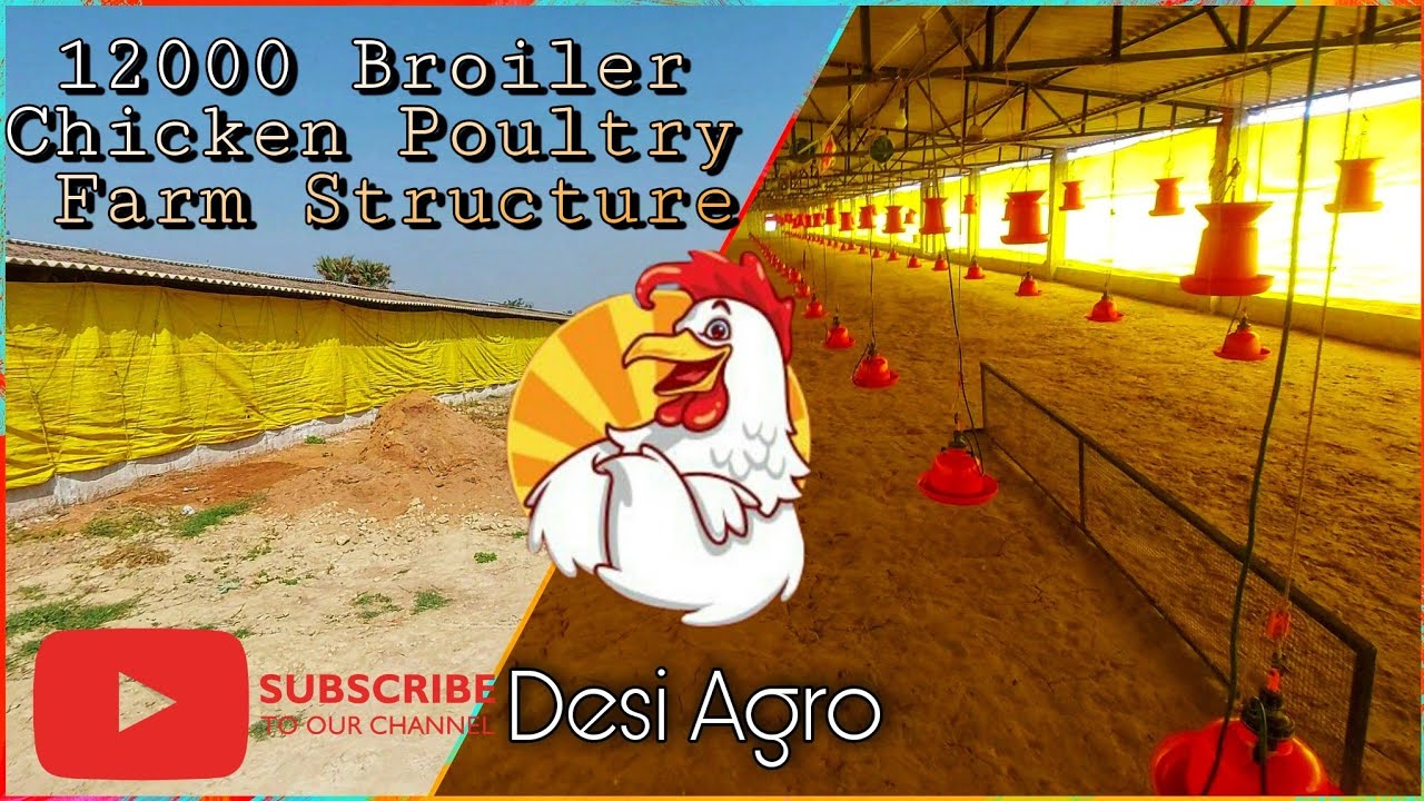 12000 Broiler Poultry Farm New Structure Chicken Farming Business
