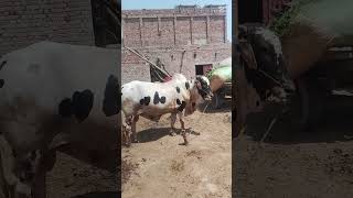 #Beautifull Cow Bull #All animals information video #Beautifull Goat Sheeps Buffalo Cow sahiwal