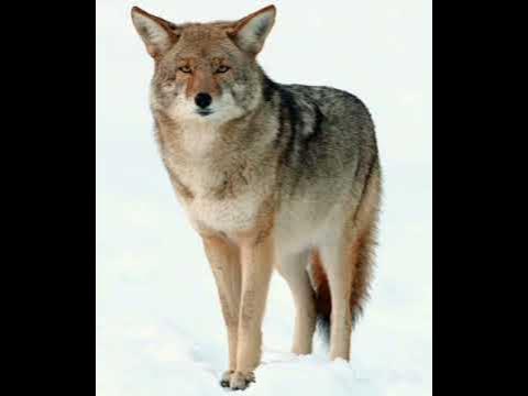 coyotes sounds - YouTube
