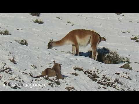 Puma intentando cazar.