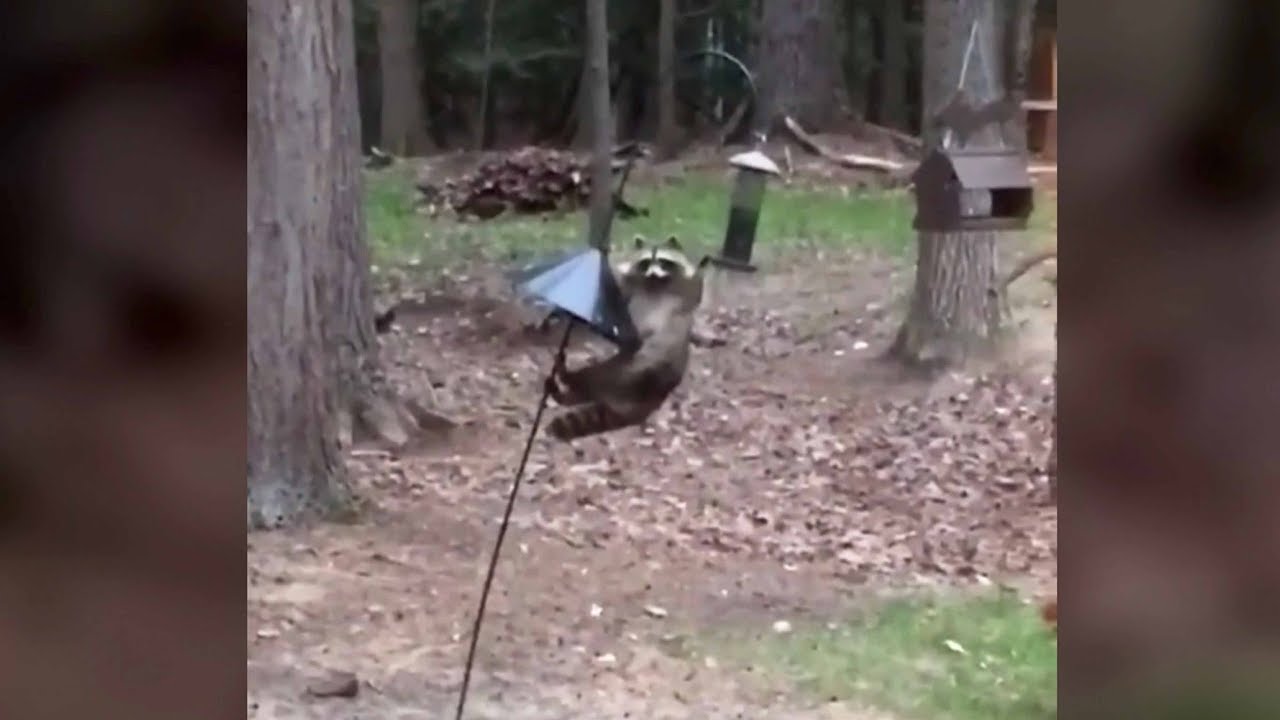 Smart Raccoon Climbs Bird Feeder To Get Food Youtube