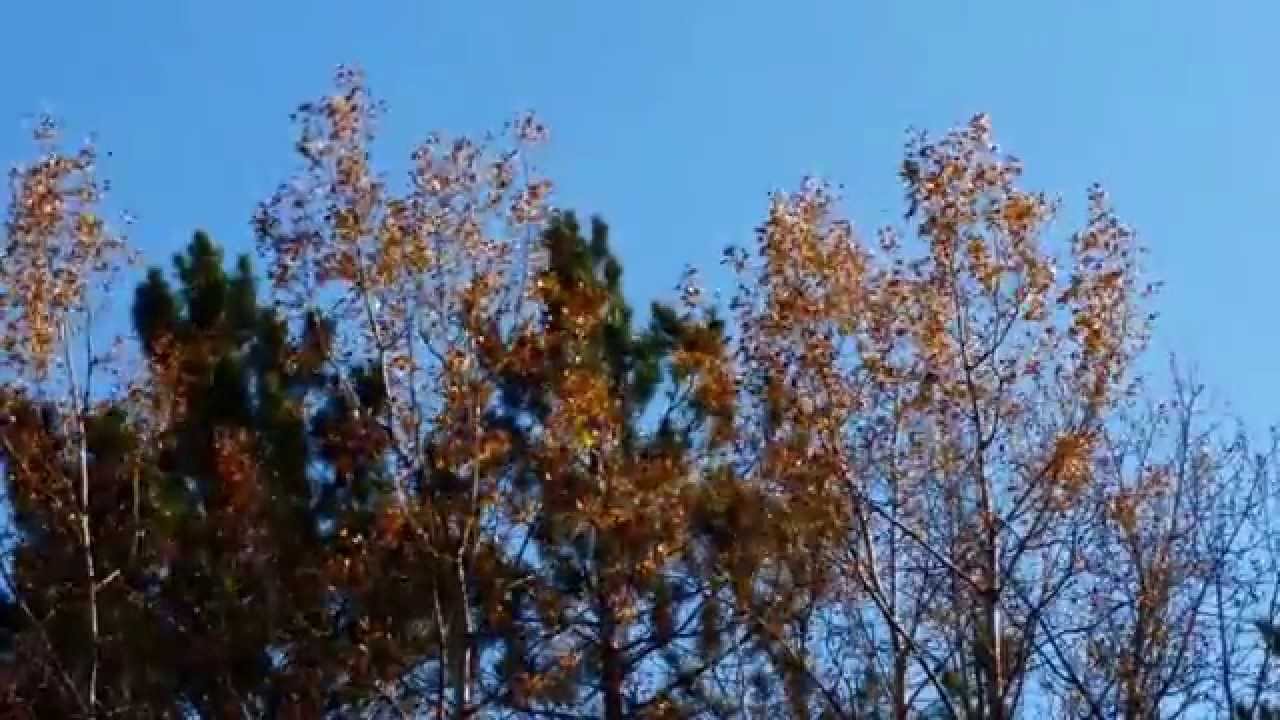 Breeze in the Trees YouTube