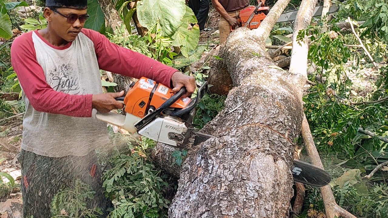 cut-down-2-trees-in-the-middle-of-the-housing-stihl-ms-660-chainsaw