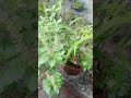 #tulsi #plants #herbal