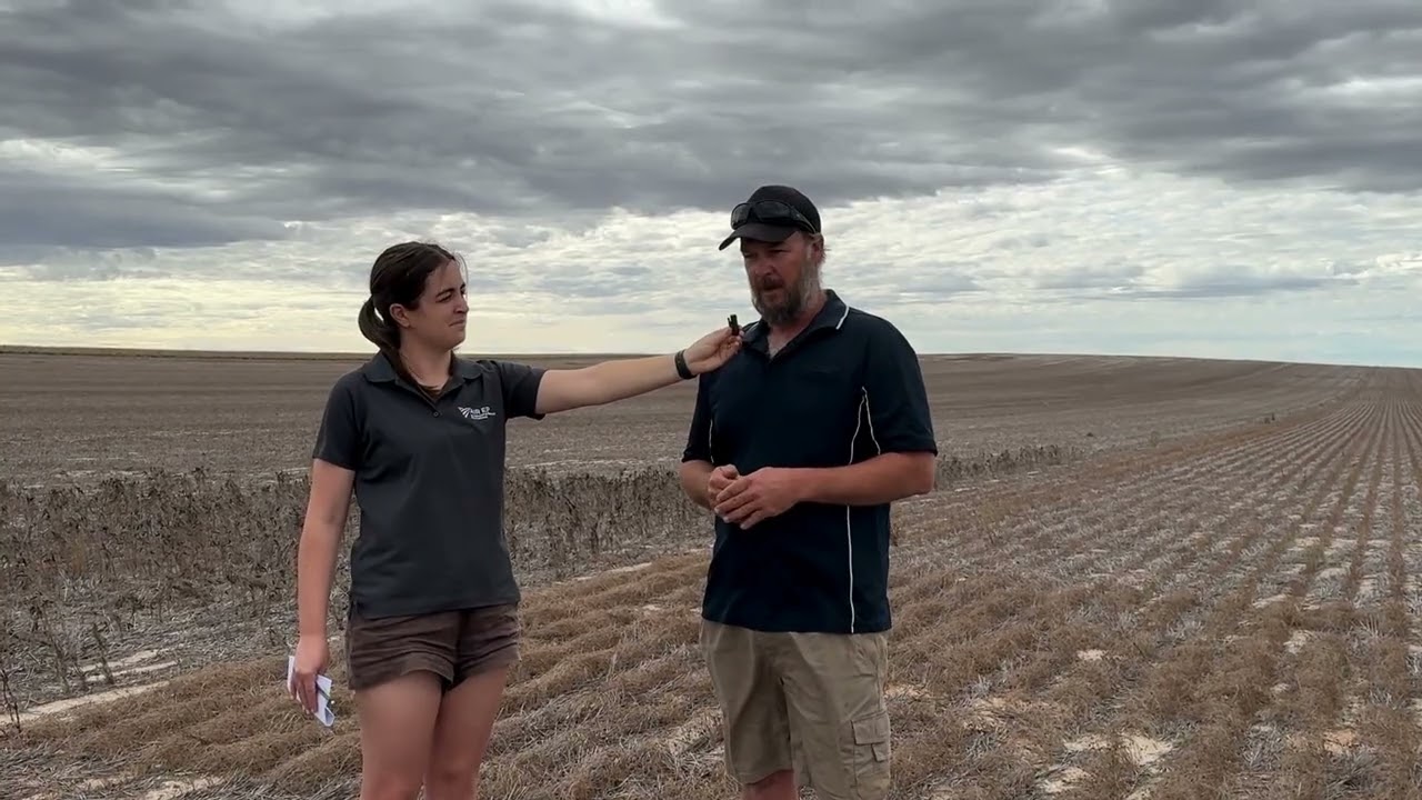 Break crops tested at Lock 2024: Building resilience - Break Crop Suitability Across Landscapes