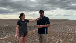 Break crops tested at Lock 2024: Building resilience - Break Crop Suitability Across Landscapes
