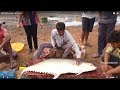 Live White Fish Cutting | Indian Fish Market | Fisherman