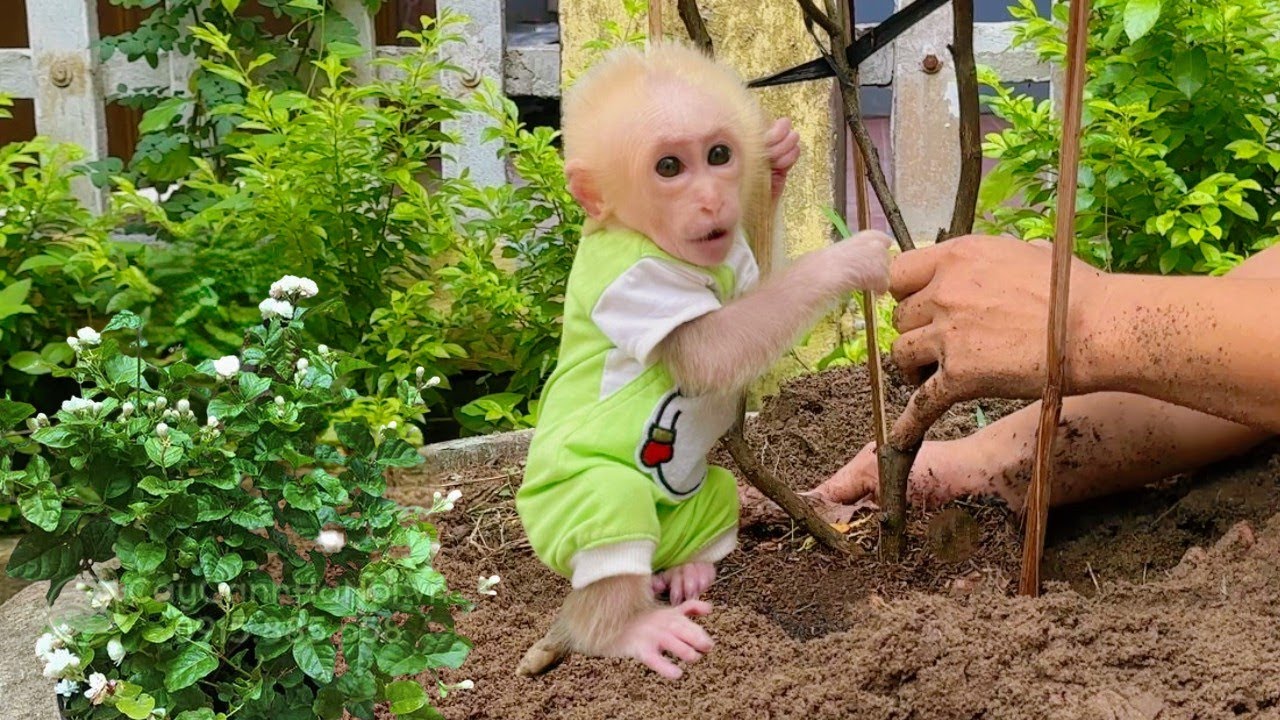 The love between baby monkey Lulu and his dad is so sweet when they plant trees together