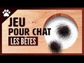 Jeux pour chat sur cran  les btes tranges et poilues 