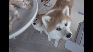 Shiba and Akita Eat Their First Raw Meaty Bone
