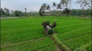 terbang ala merpati jelajah sawah - cinematic video fpv