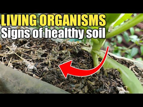 Video: Organikong Pagsasaka - Nagbibigay Ka Ng Isang Natural Na Produkto