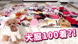 犬の服が100着以上あったので人間も着てみたw【トイプードルのコロン】