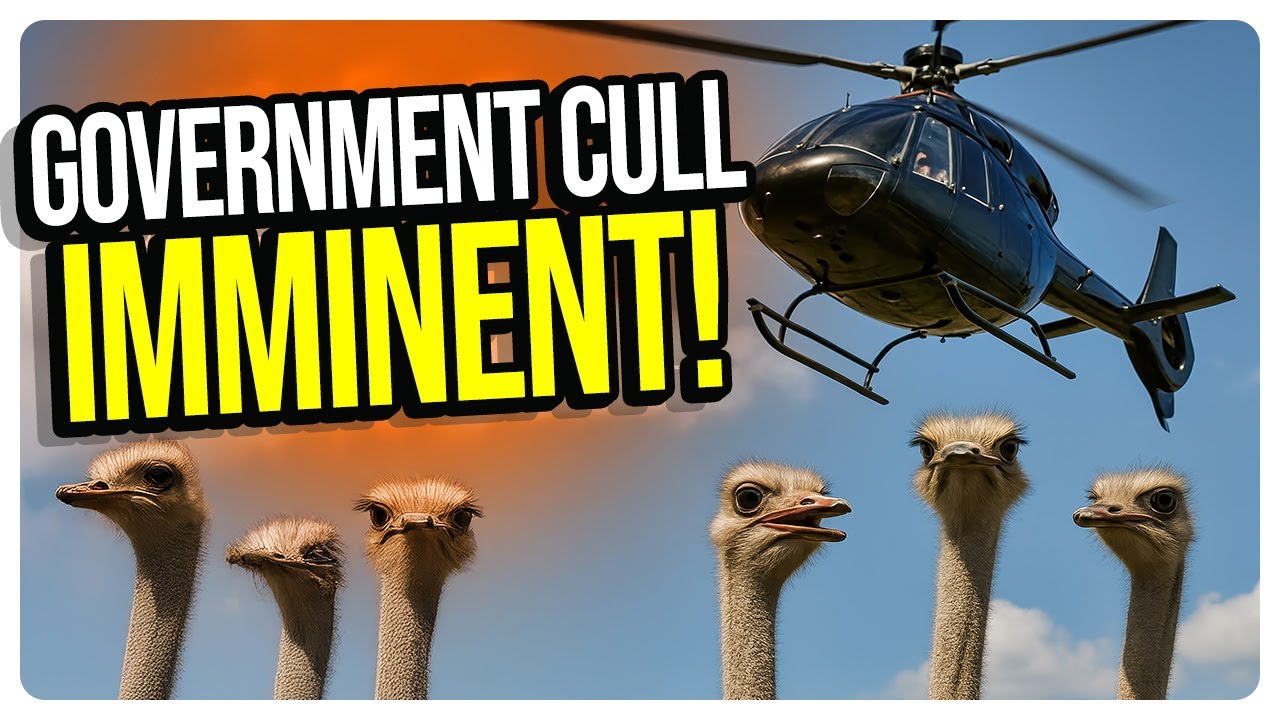 ANARCHY IN CANADA: Ottawa Orders CULL of 400 Ostriches Despite Surviving Avian Flu