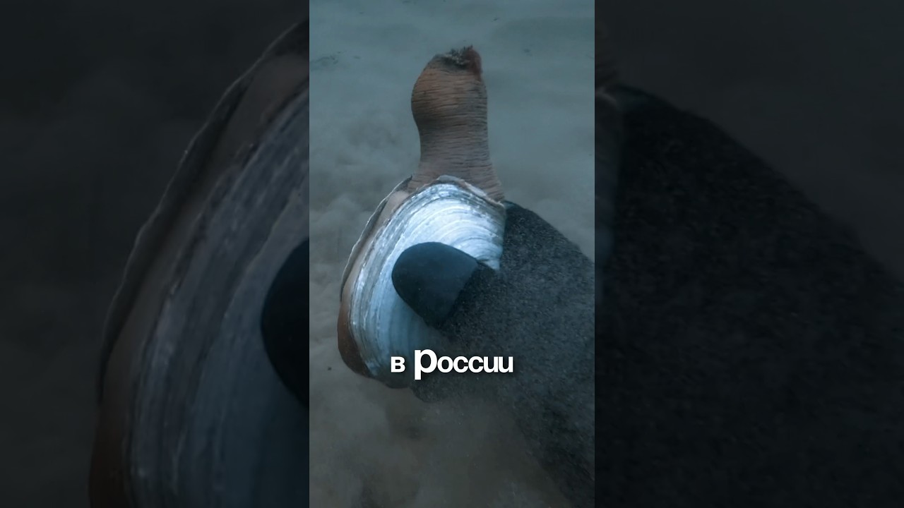 Дикий гуидак 