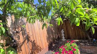 Papa's Garden
