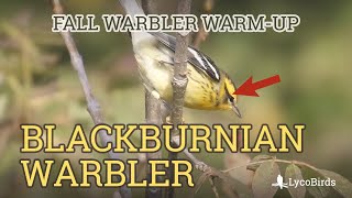 Fall Blackburnian Warbler Identification | Fall Warbler Warm-up