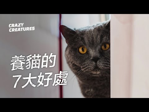 養貓的7大科學好處 | 奇怪動物紀錄片