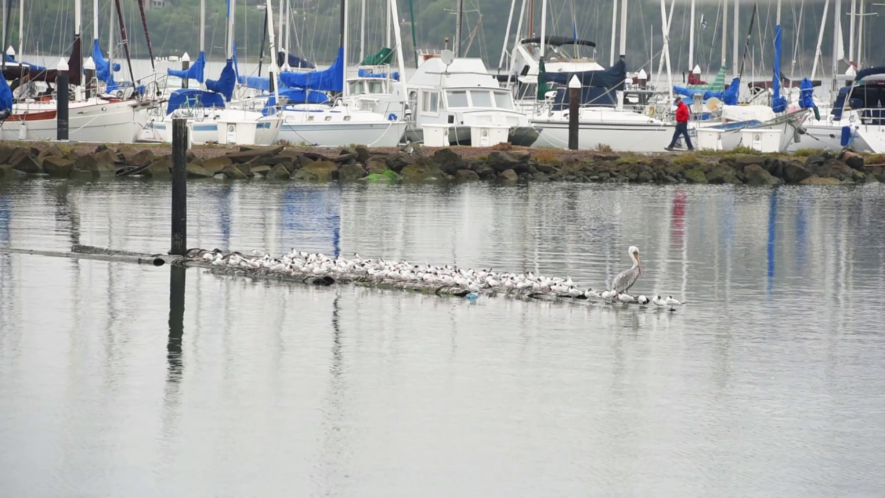 Images from Sausalito Floating Home: Beautiful Sausalito