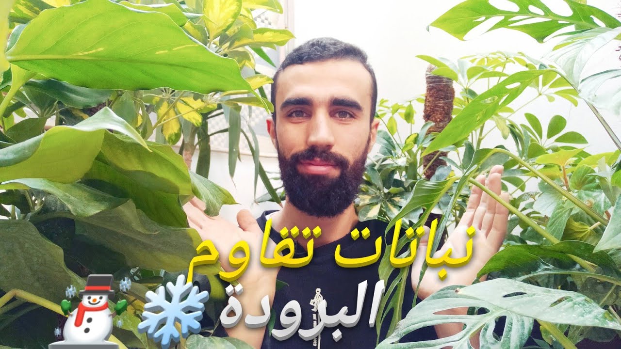 نباتات داخلية تتحمل البرد