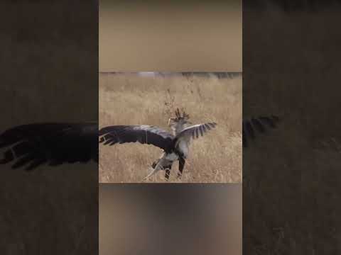 Secretario: ¡El increíble cazador de serpientes de África!