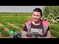 Проект Кругозор. Село Лески - клубничная столица Украины