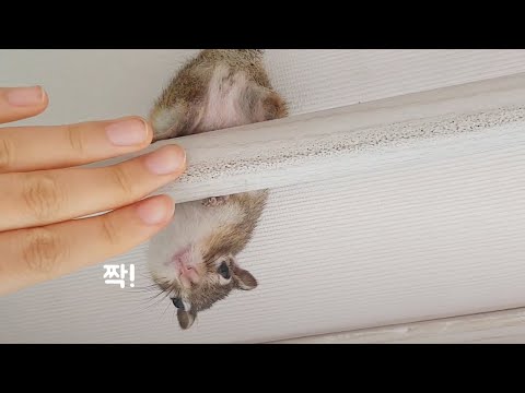 다람쥐와 충직한 인간 <strong>하인</strong>